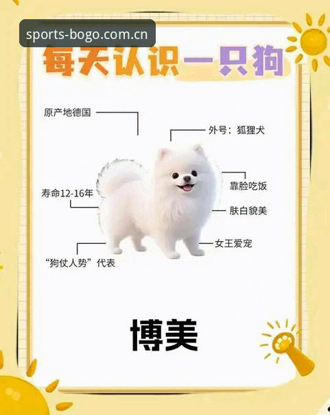 博狗平台正规吗使用指南 博狗体育平台最新动态:如何高效使用博狗平台正规吗使用指南的全面解析